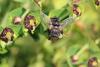Gonia sp.